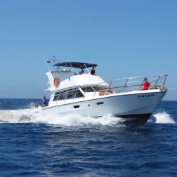 Neptuno Walbeobachtung Teneriffa 1