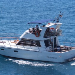 Neptuno Walbeobachtung Teneriffa 4