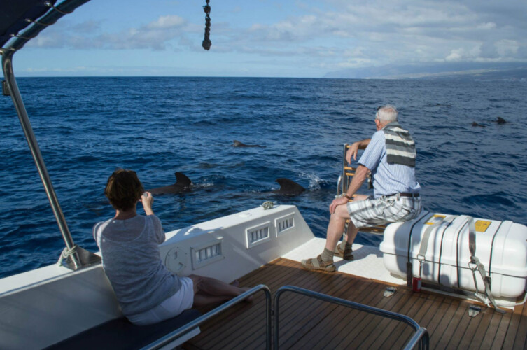 Avistamiento de ballenas en el océano azul Tenerife 11