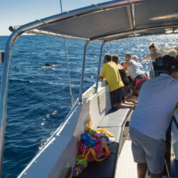 Avistamiento de ballenas en el océano azul Tenerife 12