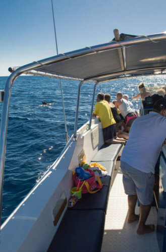 Avistamiento de ballenas en el océano azul Tenerife 12