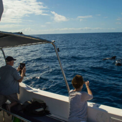 Avistamiento de ballenas en el océano azul de Tenerife 14