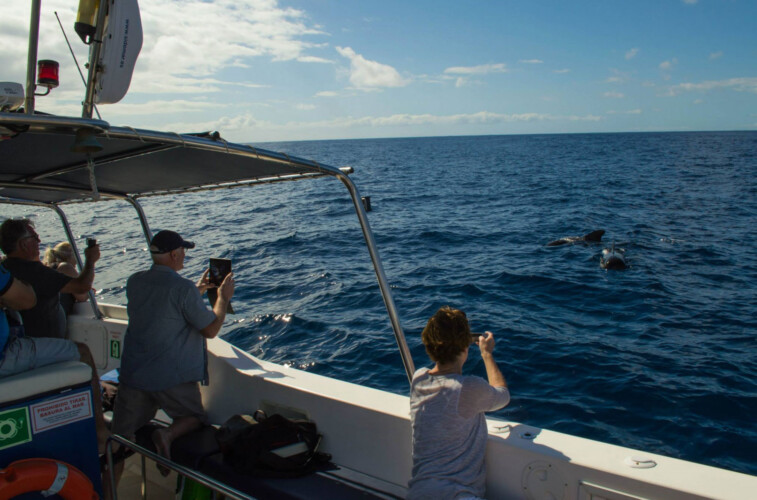 Avistamiento de ballenas en el océano azul de Tenerife 14