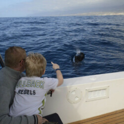 Avistamiento de ballenas en el océano azul Tenerife 15