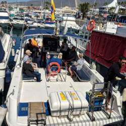 Avistamiento de ballenas en el océano azul Tenerife 19
