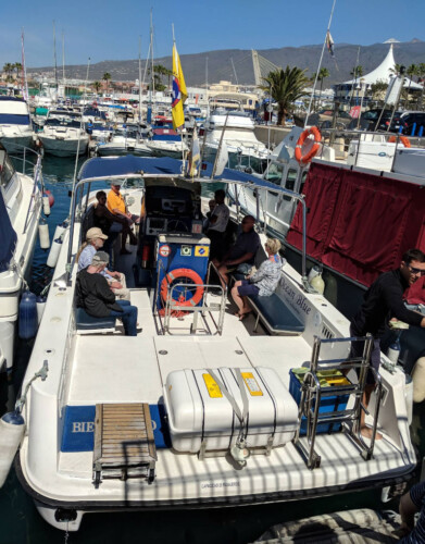 Avistamiento de ballenas en el océano azul Tenerife 19