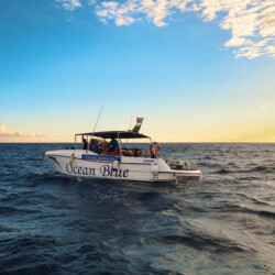 Avistamiento de ballenas azules en Tenerife 2