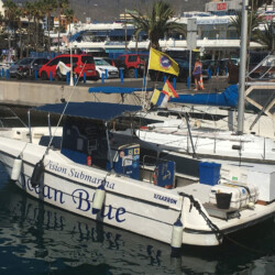 Avistamiento de ballenas en el océano azul, Tenerife, 24 horas