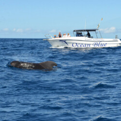 Avistamiento de ballenas azules en Tenerife 7