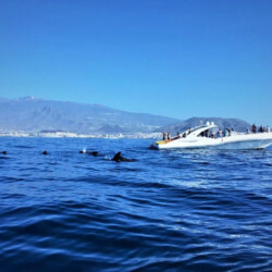 Opera 60 Whale Watching Tenerife 11