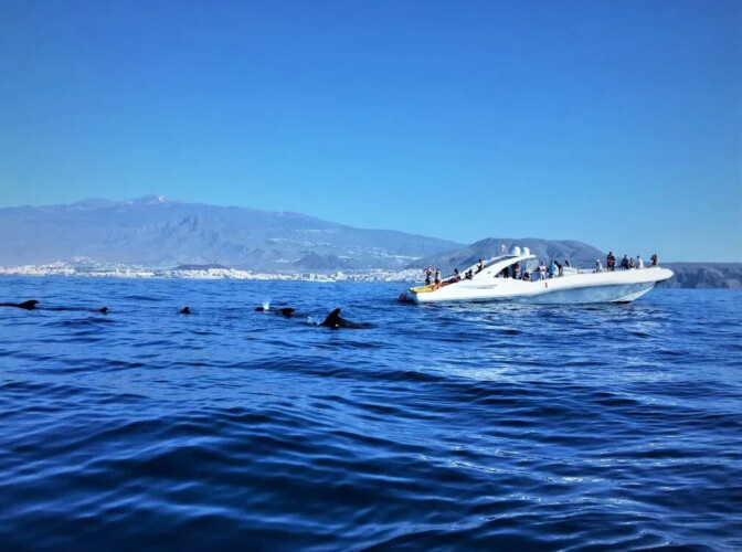 Opera 60 Whale Watching Tenerife 11