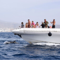 Opera 60 Whale Watching Tenerife 12