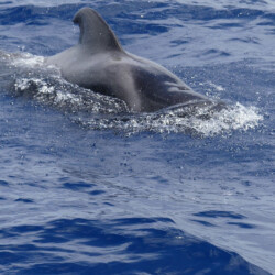 Opera 60 Whale Watching Tenerife 13