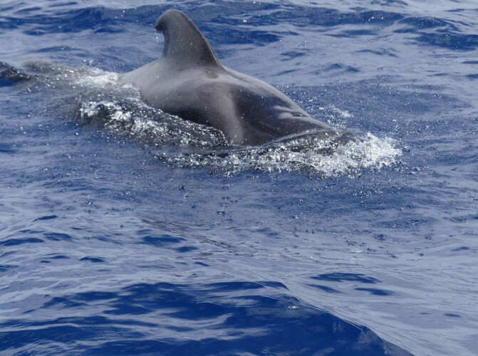 Opera 60 Whale Watching Tenerife 13