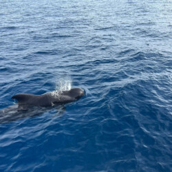 Opera 60 Whale Watching Tenerife 14