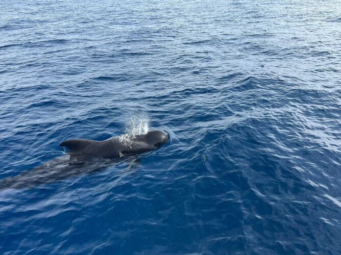 Opera 60 Whale Watching Tenerife 14