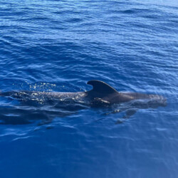 Opera 60 Whale Watching Tenerife 15