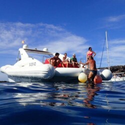 Opera 60 Whale Watching Tenerife 3