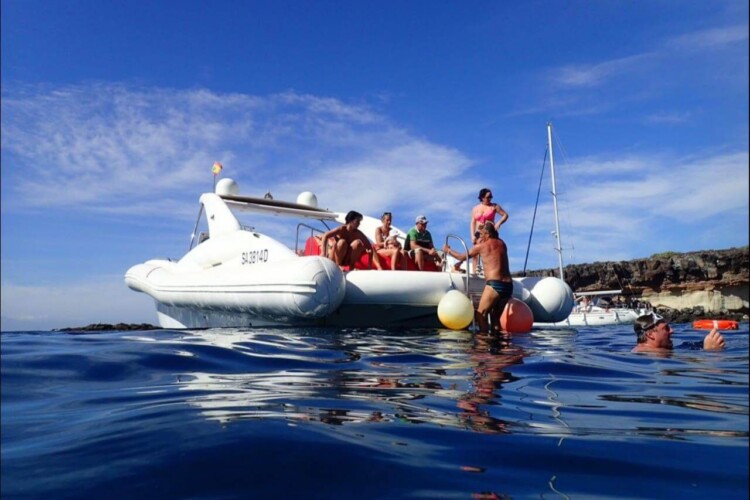 Opera 60 Whale Watching Tenerife 3