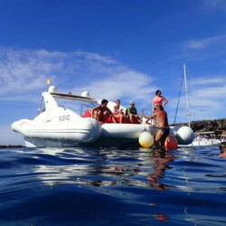 Opera 60 Whale Watching Tenerife 9