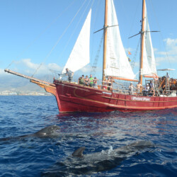 Avistamiento de ballenas Peter Pan Tenerife 1