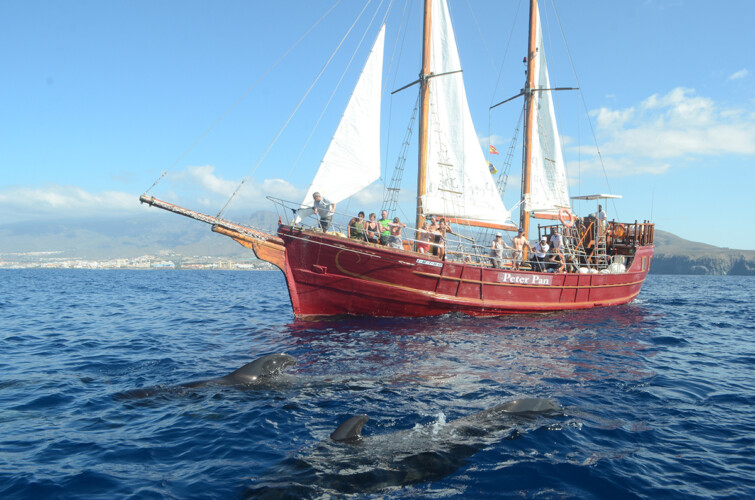 Avistamiento de ballenas Peter Pan Tenerife 1