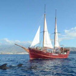 Avistamiento de ballenas Peter Pan Tenerife 13