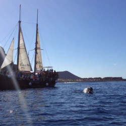 Avistamiento de ballenas Peter Pan Tenerife 14