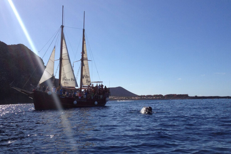 Avistamiento de ballenas Peter Pan Tenerife 14