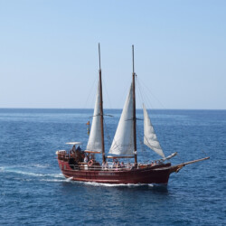 Avistamiento de ballenas Peter Pan Tenerife 2