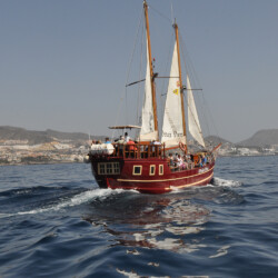 Avistamiento de ballenas Peter Pan Tenerife 3