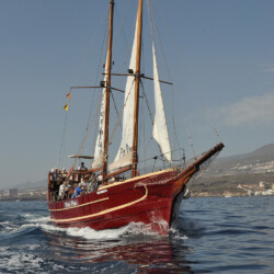 Avistamiento de ballenas Peter Pan Tenerife 4
