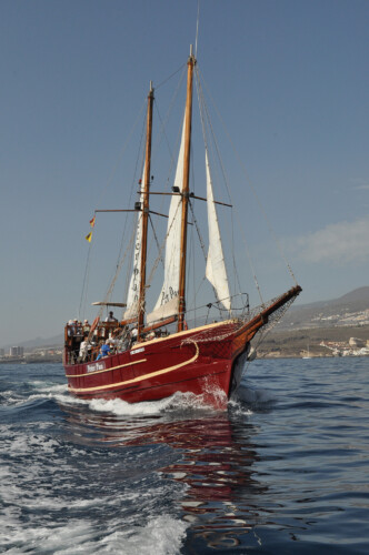 Avistamiento de ballenas Peter Pan Tenerife 4