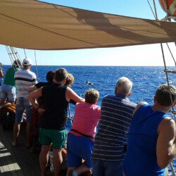 Avistamiento de ballenas Peter Pan Tenerife 5