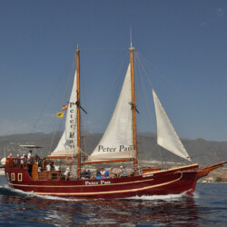 Avistamiento de ballenas Peter Pan Tenerife 6