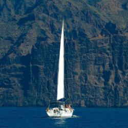 Avistamiento de cetáceos con sangría en Tenerife 12