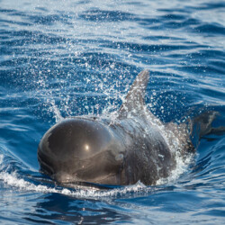 Avistamiento de cetáceos con sangría en Tenerife 20