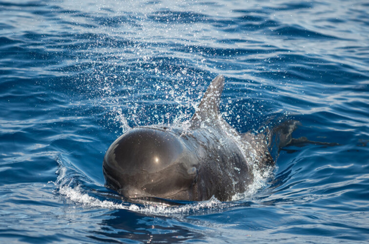 Avistamiento de cetáceos con sangría en Tenerife 20