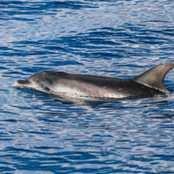Avistamiento de cetáceos con sangría en Tenerife 21