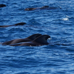Avistamiento de cetáceos con sangría en Tenerife 23
