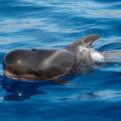 Avistamiento de cetáceos con sangría en Tenerife 24