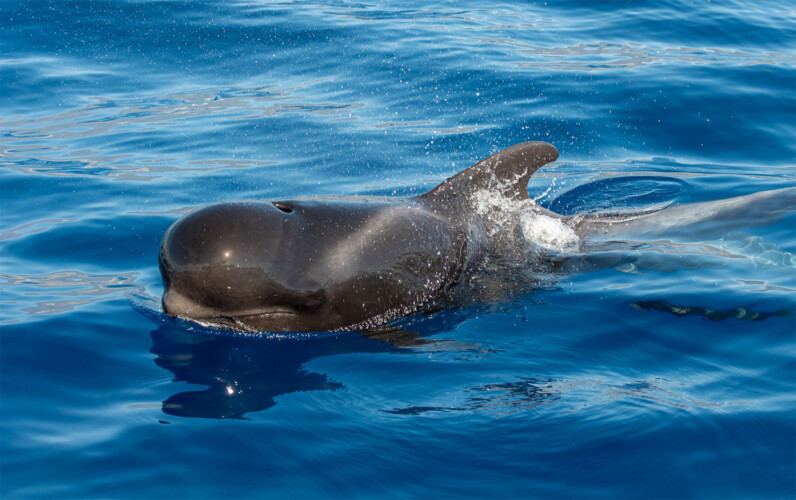 Avistamiento de cetáceos con sangría en Tenerife 24