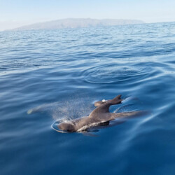 Avistamiento de cetáceos con sangría en Tenerife 25