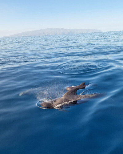 Avistamiento de cetáceos con sangría en Tenerife 25