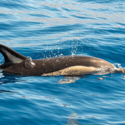 Avistamiento de cetáceos con sangría en Tenerife 26