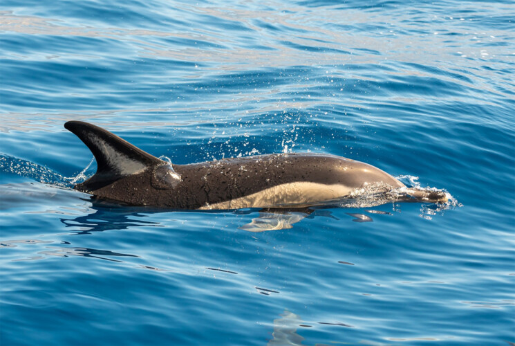 Avistamiento de cetáceos con sangría en Tenerife 26
