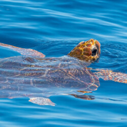 Avistamiento de cetáceos con sangría en Tenerife 29