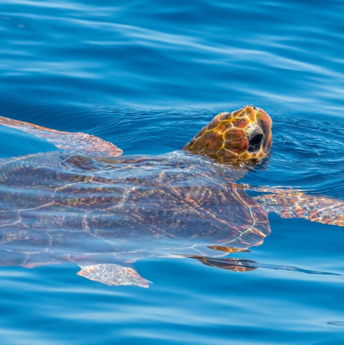 Avistamiento de cetáceos con sangría en Tenerife 29