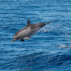 Avistamiento de cetáceos con sangría en Tenerife 32