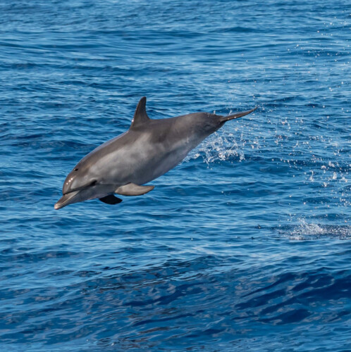 Avistamiento de cetáceos con sangría en Tenerife 32